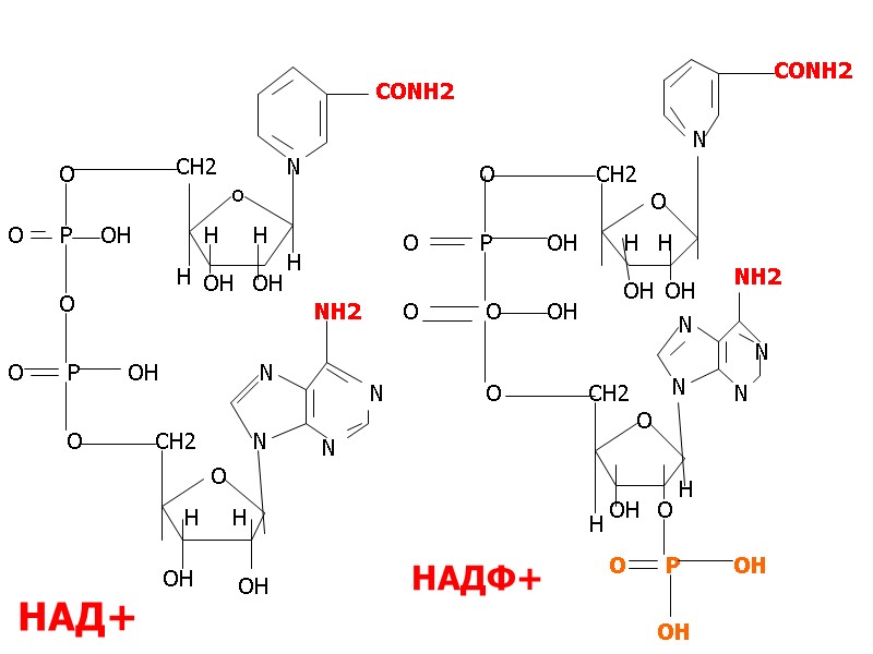 N o H OH OH H CH2 O P OH O O P OH